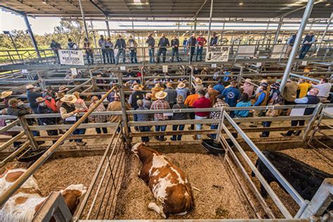 nrlx casino|northern rivers livestock exchange.
